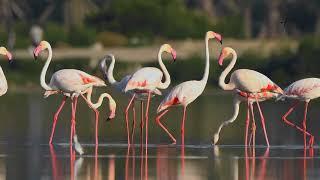 Discover Karachi's Secret Flamingo Heaven | Greater Flamingo's in Karachi