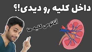 آناتومی کلیه ها به توضیح کامل! ویژه کادر درمان... واقعا داخل کلیه ها چه شکلیه!؟