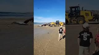 Beachgoers Stunned to See a Dead Whale in Pacific Beach