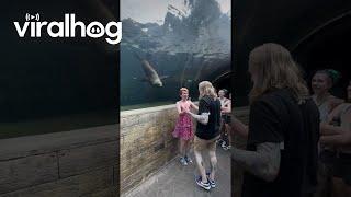 Sea Lion Watches Surprise Proposal at the Saint Louis Zoo || ViralHog