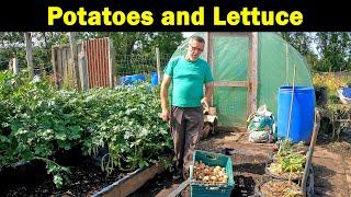 Potato Harvest | Lettuce Harvest | Succesion Salad | Green Side Up