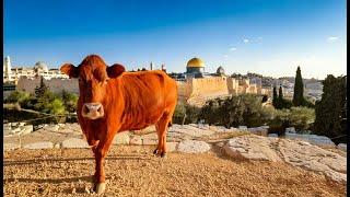 Should Christians Care About the Red Heifer? | Prophecy Watchers