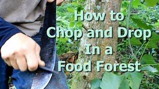 How to Chop and Drop in a Food Forest "Living Permaculture" Episode 4