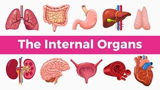 30+ Basic Parts Of Body | Internal Organs | Must Know Words(Part 2)