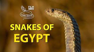 Venomous snakes of Egypt, deadly Egyptian cobra and vipers (4K)
