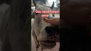 Gau seva Param seva #trending #ytshorts #youtubeshorts #viral #cowlover #cows #cow
