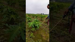 Rain Aftercare: Protecting Papaya Roots with Fungicide Spray ️ #shorts