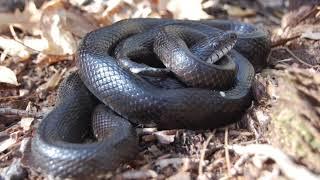 DoD PARC Species Profile Video Series: Episode 9: Eastern Ratsnake