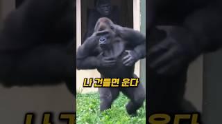 얘 사실 평화주의자입니다