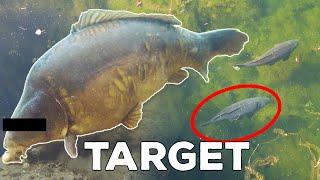 How to catch a big carp UNDERWATER?