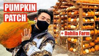 Living In Seattle - Pumpkin Patch & Dahlia Farms!