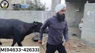 #date (22-12-24)ਦੋ ਝੋਟੀਆਂ ਸੂਈਆਂ ਇੱਕ ਦਾ ਮੁੱਲ(55) ਹਜ਼ਾਰ ਬਹੁਤ ਸੋਹਣੀ ਝੋਟੀ ਸੱਜਣੋ