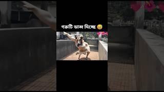 how possible cow dancing #sorts #sortvideo #viralshort #cow #dance #foryou #ai #edit #funny