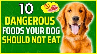 10 Dangerous Foods Your Dog Shouldn't Eat | Dangerous foods for Dogs