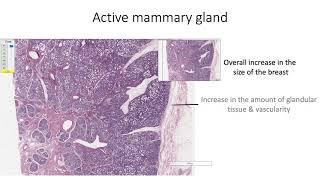 Histology with Chimmalgi: Mammary Gland