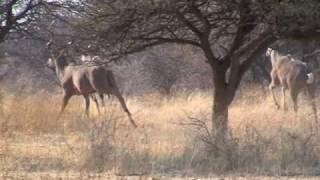 Kudu hunt Namibia Africa - GunShy Archery