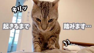 飼い主の起こし方が段々乱暴になってくる猫