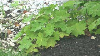 My Maine Gardens: ground cover