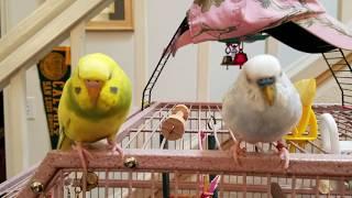 Fat budgies caught being lazy!