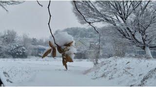 설레는 시골의 눈덮힌 겨울 / An exciting snowy witer in the contryside