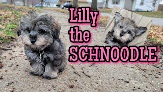 SCHNOODLE | Meet the Dogs with Dog Guy Darin | What is a Scnoodle? #schnoodle