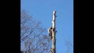 Between Homes, Sycamore, Out on a Limb Tree Service