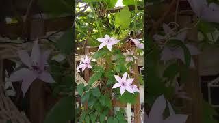 Clematis  Flowers