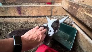 Tiny Herc goodbye #2 | What we feed our goats!