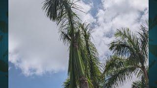 A Potential Solution for Coconut Rhinoceros Beetle Crisis in Hawaiʻi