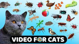 CAT GAME TV  A Collection of The Latest Ultimate Games for Cats #3Catch Lizard   11 HOURS