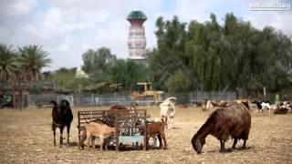 Postcard from Israel: Israel's Desert Kibbutzim