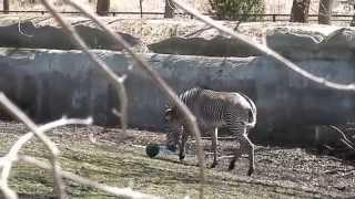 Zebra Plays with Ball at Detroit Zoo by Llabmik Productions