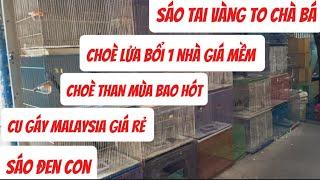 choè than mùa️️ choè lửa bổi 1 nhà cu gáy malaysia giá rẻ 