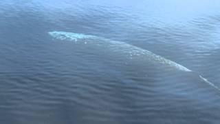 Minke whale resurfacing after feeding under the ice