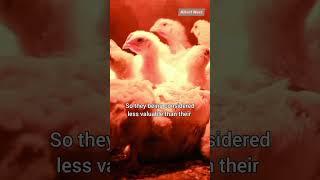 The Scientist Who Turns Male Chickens into Female! #shorts