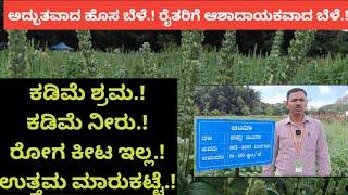 ಅದ್ಭುತವಾದ ಹೊಸ ಬೆಳೆ.! ರೈತರಿಗೆ ಆಶಾದಾಯಕವಾದ ಬೆಳೆ.!ಕಡಿಮೆ ಶ್ರಮ,ಕಡಿಮೆ ನೀರು,ರೋಗ ಕೀಟ ಇಲ್ಲ,ಉತ್ತಮ ಮಾರುಕಟ್ಟೆ.!