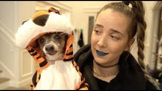 My Dogs Try On Halloween Costumes 2