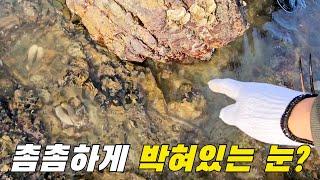 물빠지면 드러나는 물웅덩이 속에 박혀있다는 이것? +먹방 / ft. 덤앤더머펜션