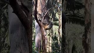 #shorts #shortvideo #koala #koalas #cuteanimals