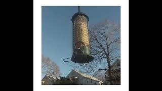 Sparrows in my Yard, Brighton (Boston) MA 3/26/2023