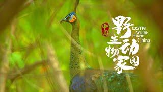 CGTN's 8K documentary 'Wildlife Haven: China': Priceless record of unknown residents