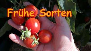 Tomatensorten Vorstellungen 01 - Northern Delight  - Bloody Butcher - Frühe Sorten