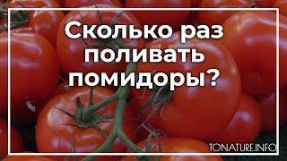 Сколько раз поливать помидоры? | toNature.Info