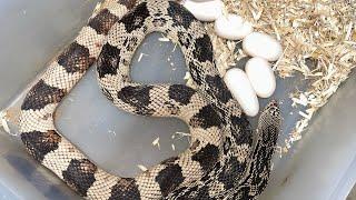 Northern white pine snake eggs