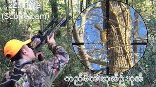 Squirrel hunting with a .22 LR rifle (scope cam)