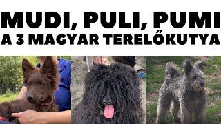 Mudi, Puli, Pumi - a 3 magyar terelőkutya!  DogCast TV