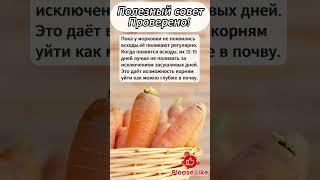  Секрет идеальной моркови! #огород #дачныесоветы #морковь #урожай #садоводство