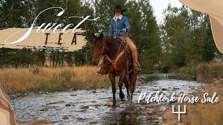 "Sweet Tea" - Parker Equine x Pitchfork Horse Sale 2025