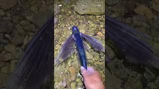 Flying fish with big wings #flyingfish #fishing #cutefish #beautifulfish #shorts #animals