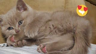  Funniest Cats and Dogs Videos  ||  Hilarious Animal Compilation №496